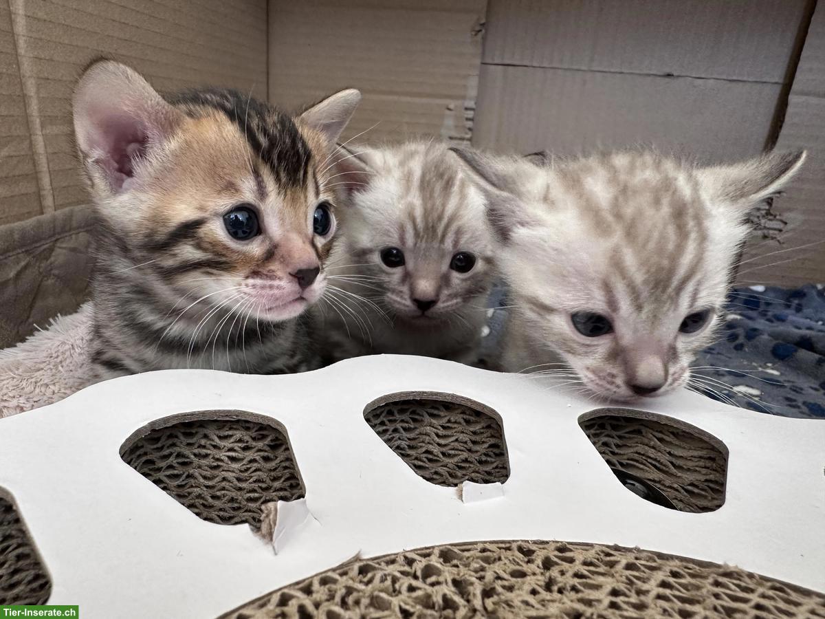 Bild 2: Bengal Kitten, weiblich & männlich zu verkaufen