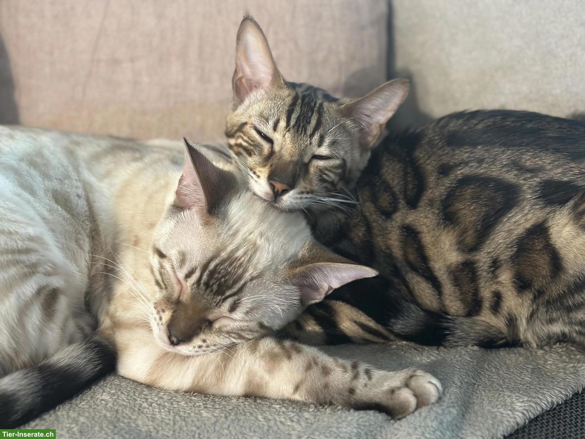 Bild 3: Bengal Kitten, weiblich & männlich zu verkaufen