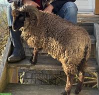Ouessant Bock, französisch, grau