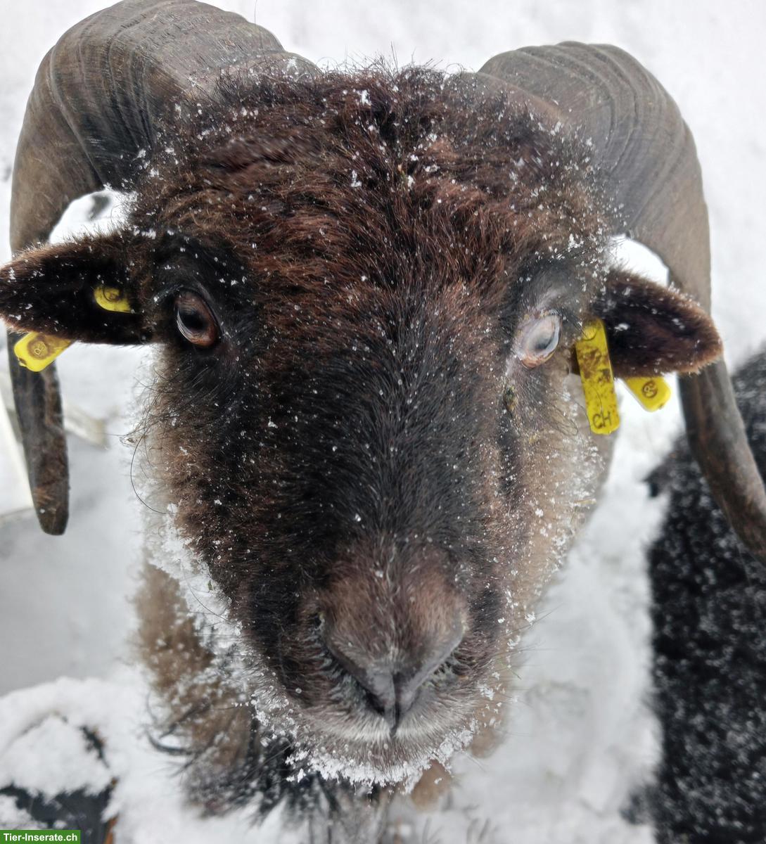 Bild 2: Ouessant Bock, französisch, grau