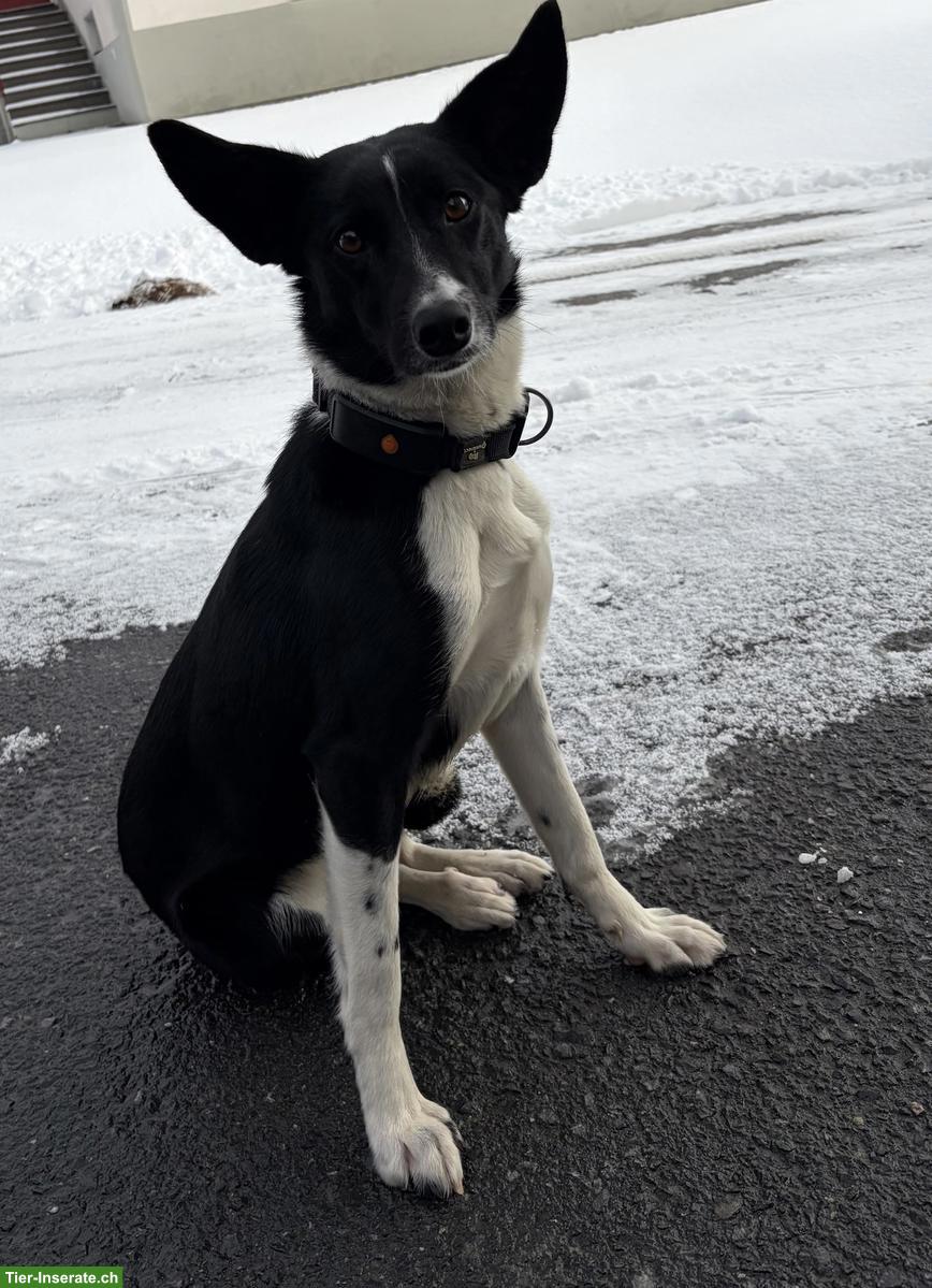 Border Collie x Bergamasker Mischlingshündin