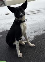 Border Collie x Bergamasker Mischlingshündin