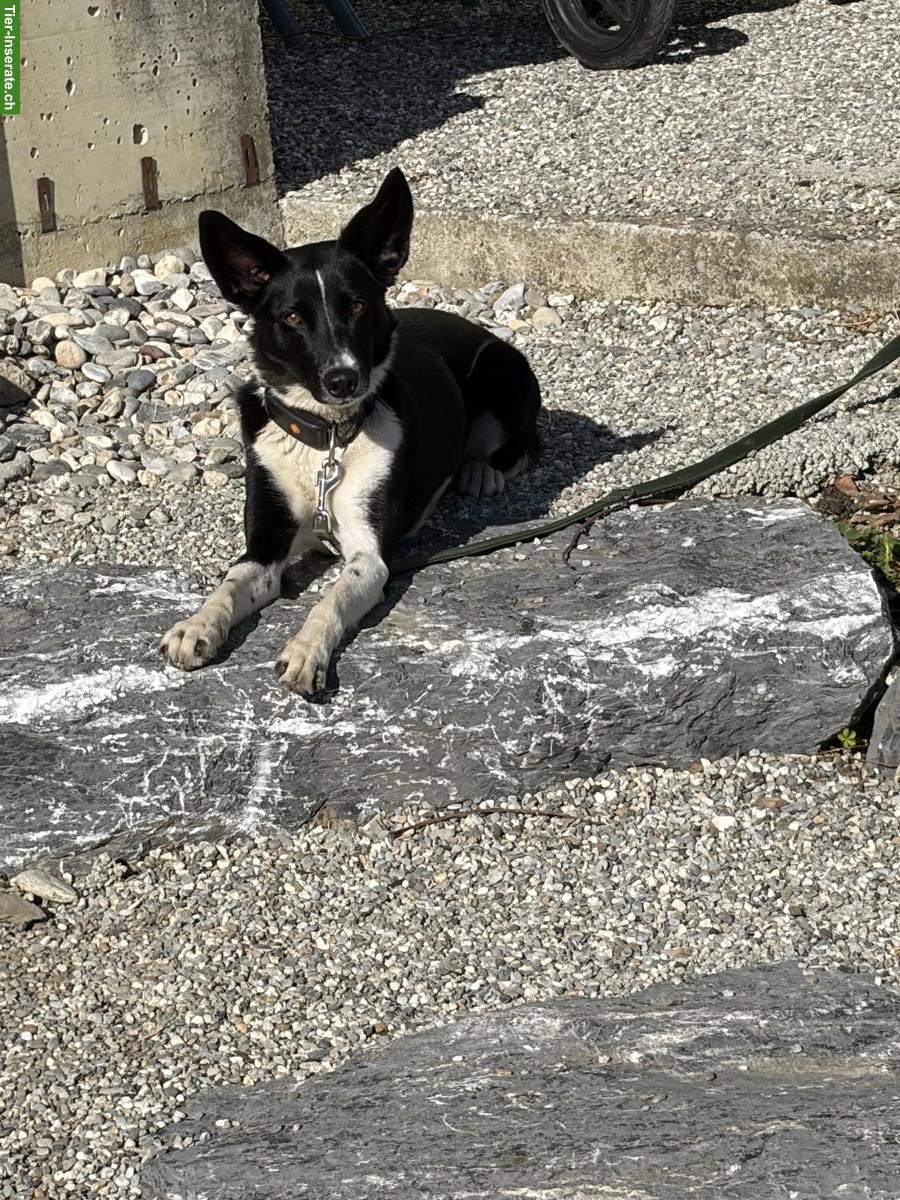 Bild 2: Border Collie x Bergamasker Mischlingshündin