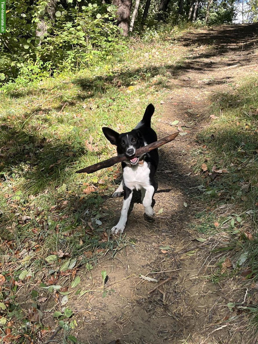Bild 3: Border Collie x Bergamasker Mischlingshündin