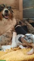 Australian Shepherd - Appenzeller Mischling Welpen