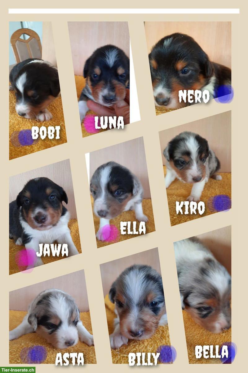 Bild 2: Australian Shepherd - Appenzeller Mischling Welpen