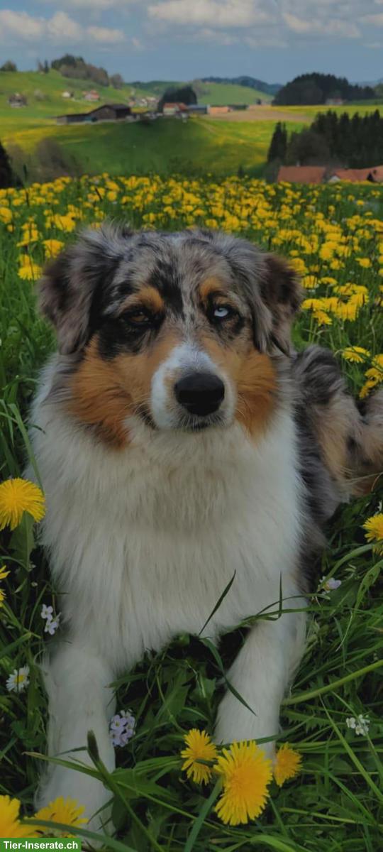 Bild 3: Australian Shepherd - Appenzeller Mischling Welpen