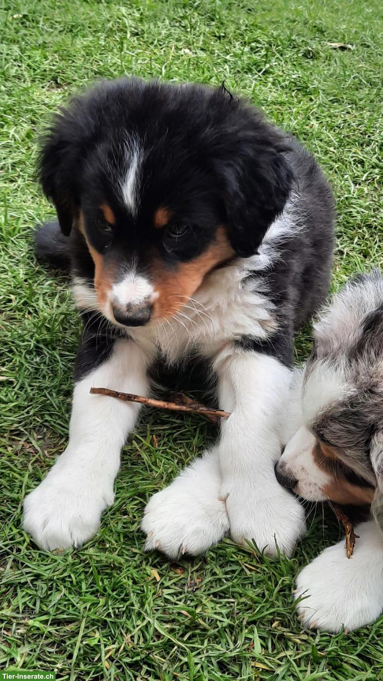 Bild 4: Australian Shepherd - Appenzeller Mischling Welpen