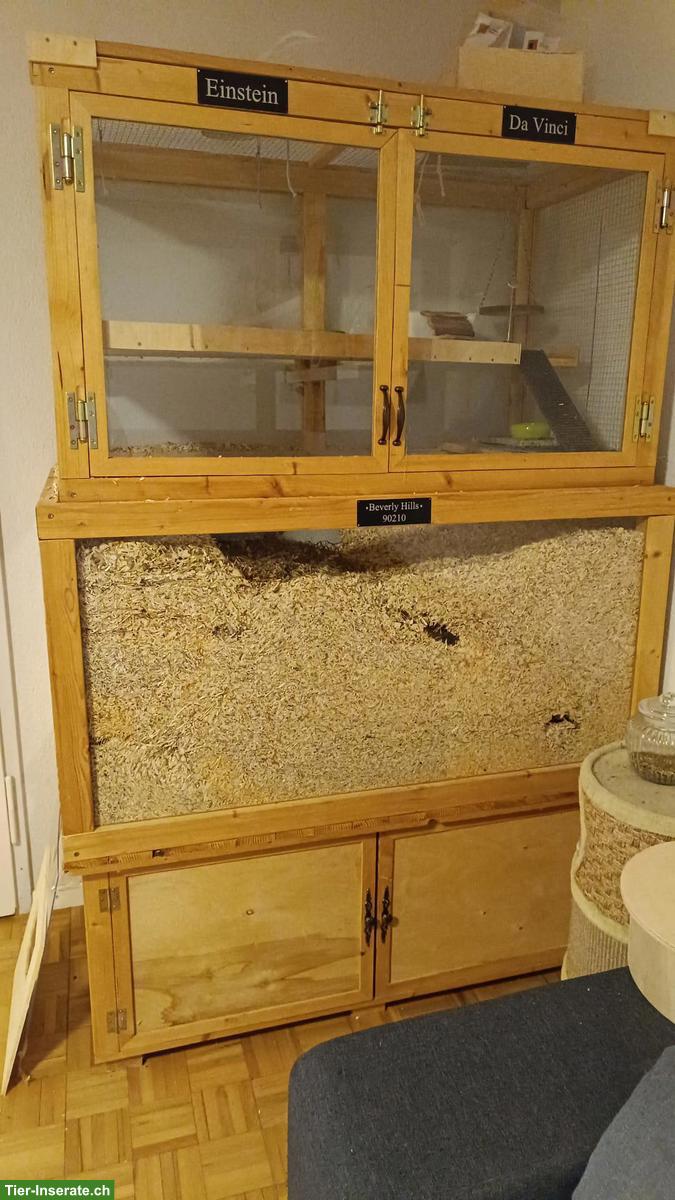 Rennmaus Holz-Käfig zu verkaufen