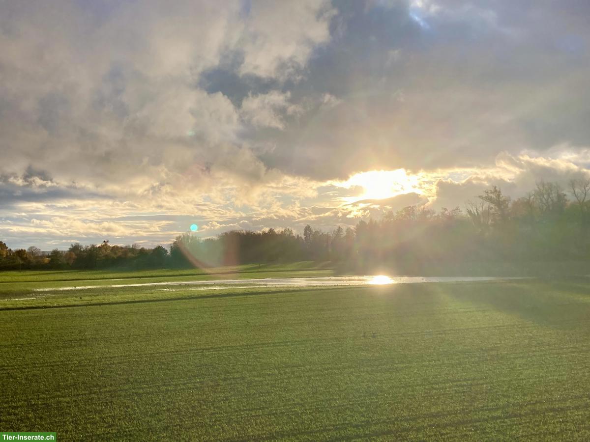 Kitten gesucht für liebevolles Zuhause in Haus im Grünen