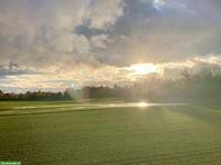 Kitten gesucht für liebevolles Zuhause in Haus im Grünen