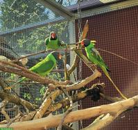 Agapornis, Bourkesittiche, Schwarzkopfedelsittiche, Zebrafinken