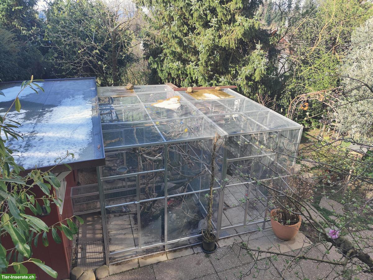 Bild 10: Agapornis, Bourkesittiche, Schwarzkopfedelsittiche, Zebrafinken