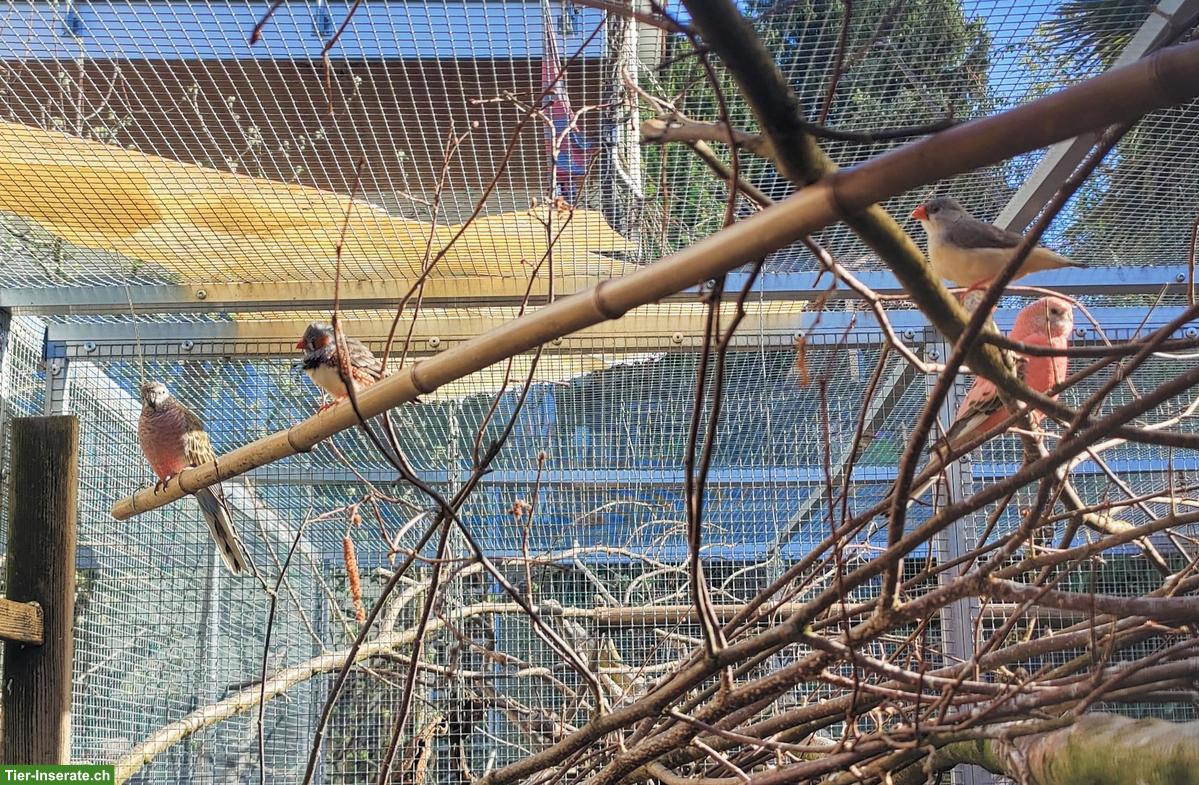 Bild 2: Agapornis, Bourkesittiche, Schwarzkopfedelsittiche, Zebrafinken