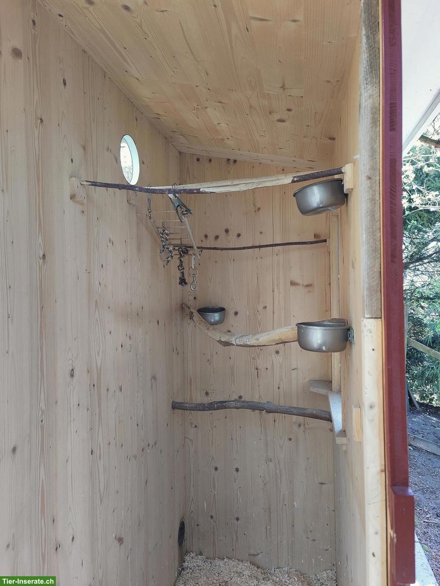 Bild 3: Agapornis, Bourkesittiche, Schwarzkopfedelsittiche, Zebrafinken