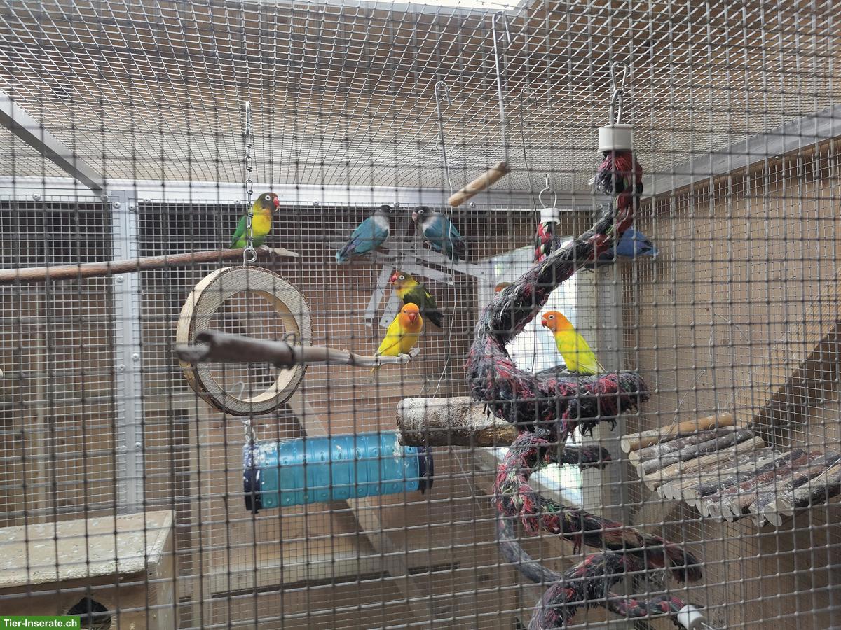 Bild 4: Agapornis, Bourkesittiche, Schwarzkopfedelsittiche, Zebrafinken