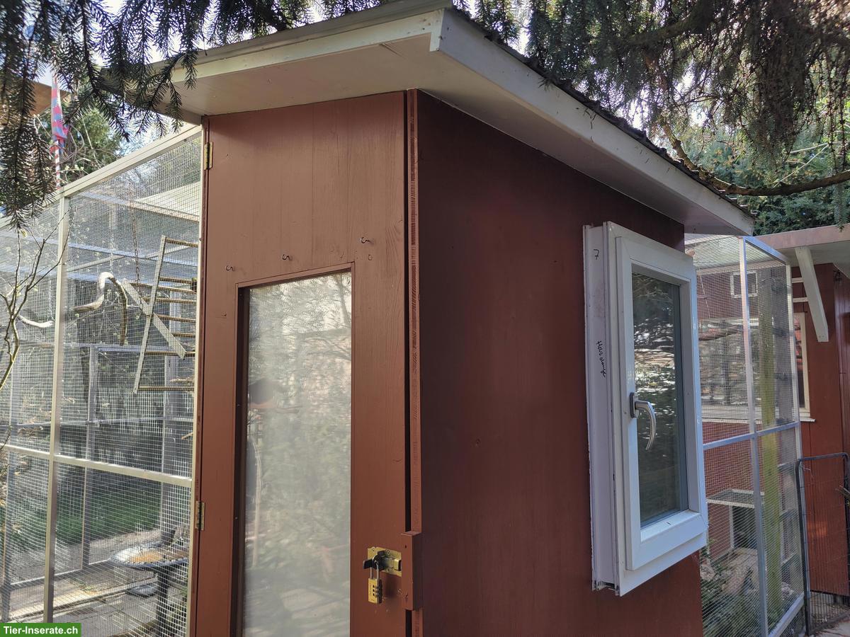 Bild 5: Agapornis, Bourkesittiche, Schwarzkopfedelsittiche, Zebrafinken