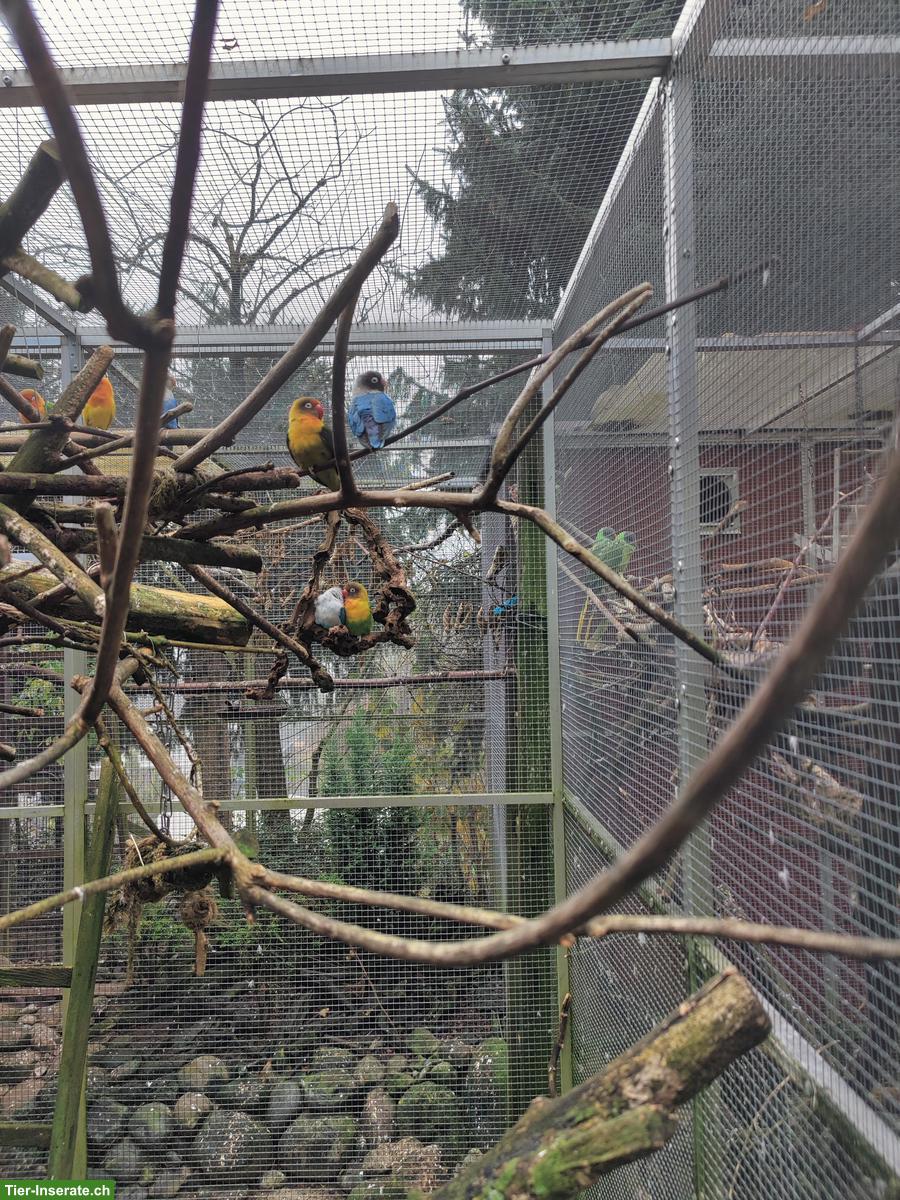 Bild 7: Agapornis, Bourkesittiche, Schwarzkopfedelsittiche, Zebrafinken