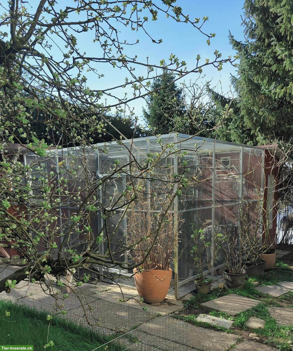 Bild 9: Agapornis, Bourkesittiche, Schwarzkopfedelsittiche, Zebrafinken