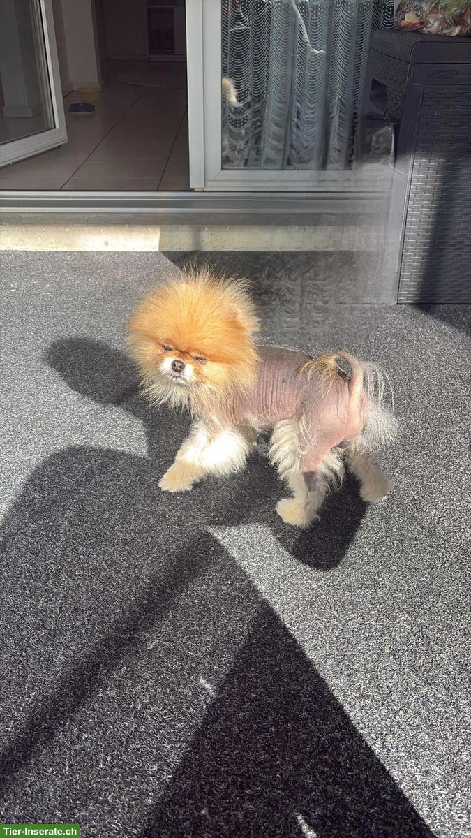 Zwergspitz (Pomeranian) Rüde