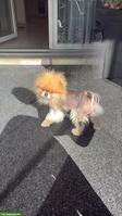 Zwergspitz (Pomeranian) Rüde