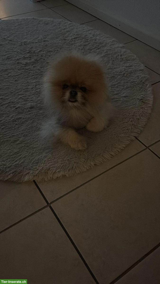 Bild 2: Zwergspitz (Pomeranian) Rüde