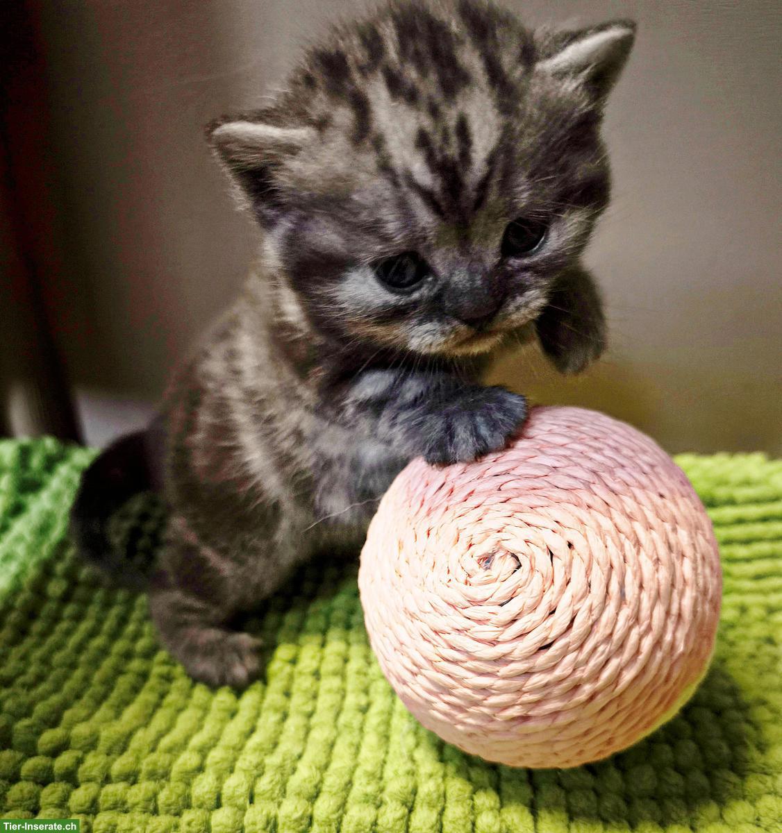 BKH, Britisch Kurzhaar Kitten in Black Silver Classic Tabby