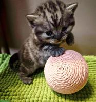 BKH, Britisch Kurzhaar Kitten in Black Silver Classic Tabby