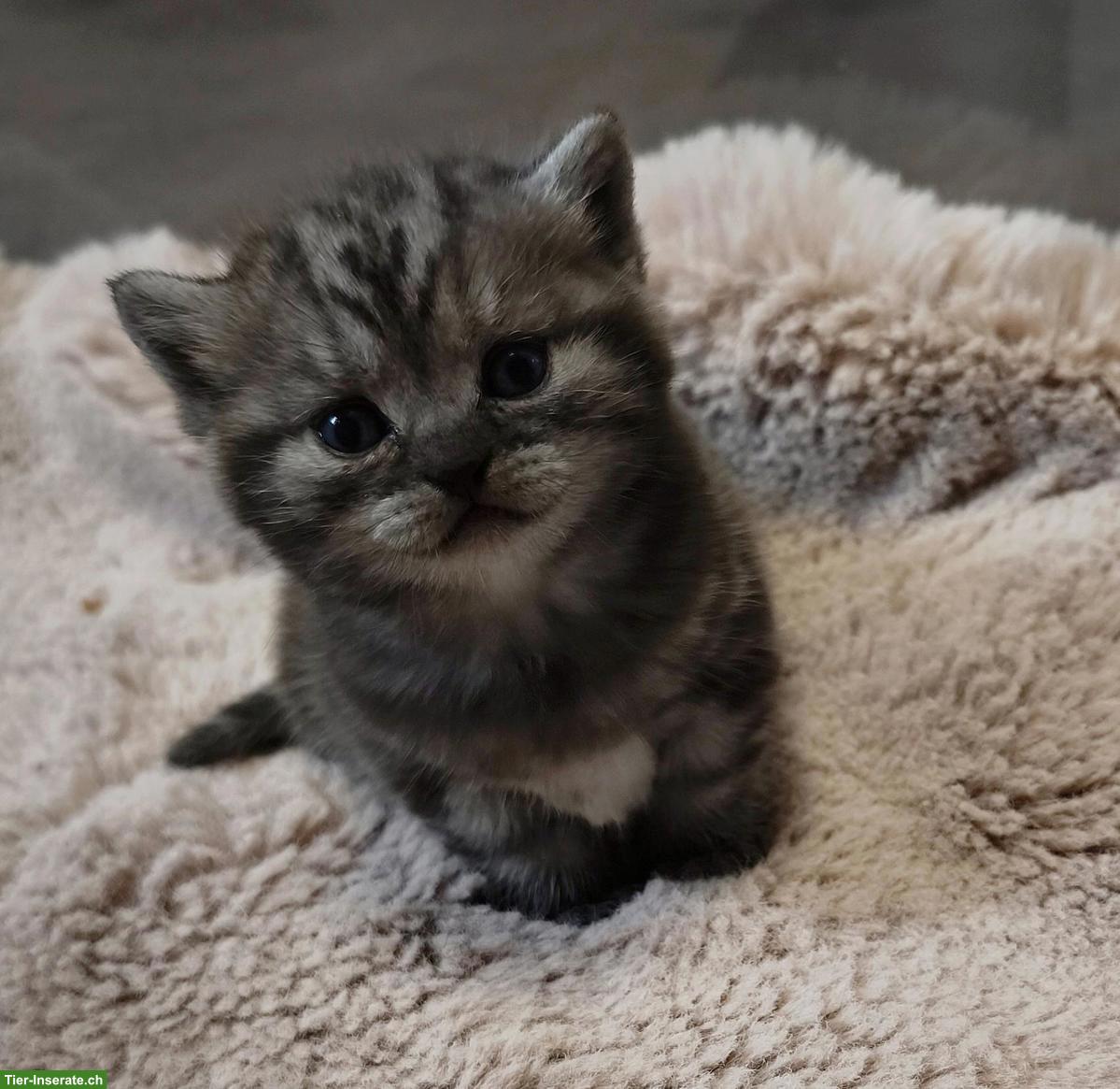 Bild 2: BKH, Britisch Kurzhaar Kitten in Black Silver Classic Tabby