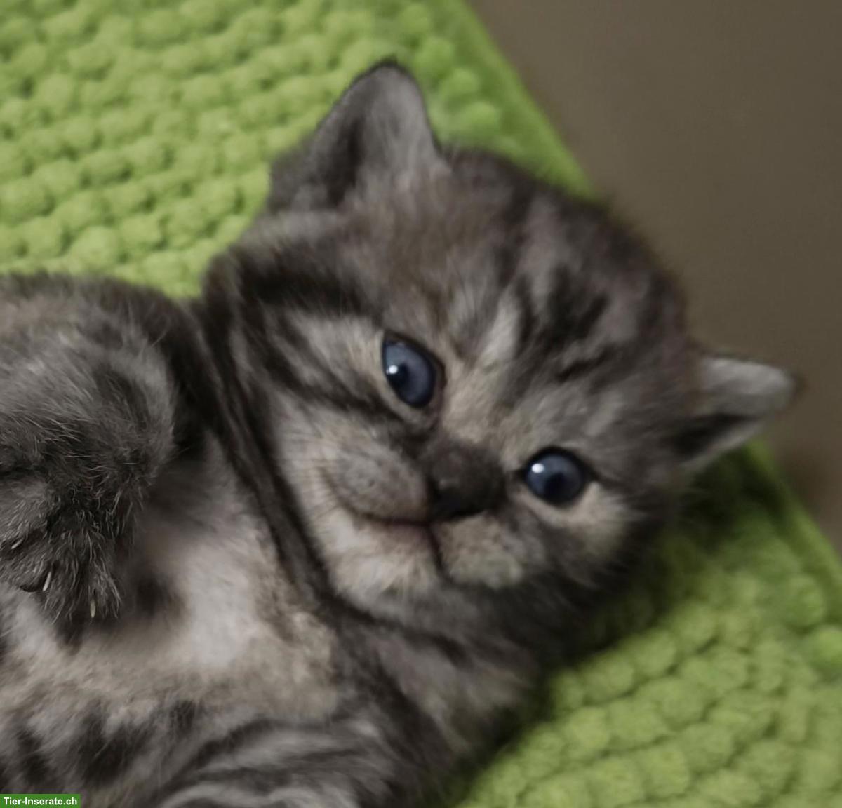 Bild 3: BKH, Britisch Kurzhaar Kitten in Black Silver Classic Tabby