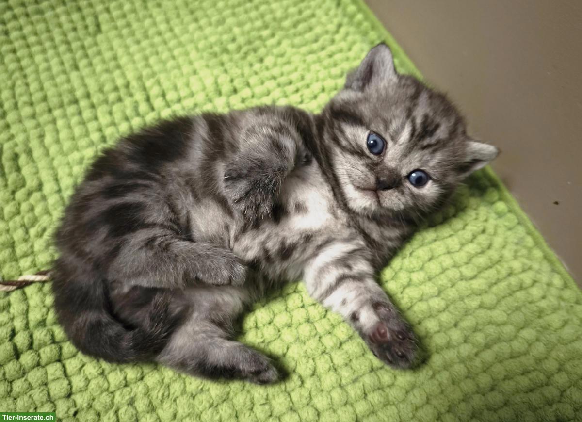 Bild 4: BKH, Britisch Kurzhaar Kitten in Black Silver Classic Tabby