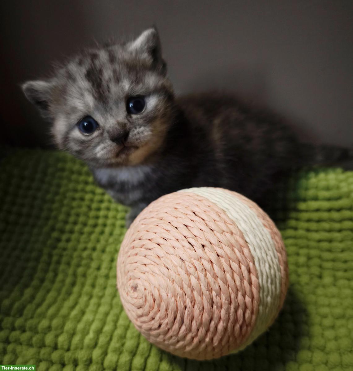 Bild 5: BKH, Britisch Kurzhaar Kitten in Black Silver Classic Tabby