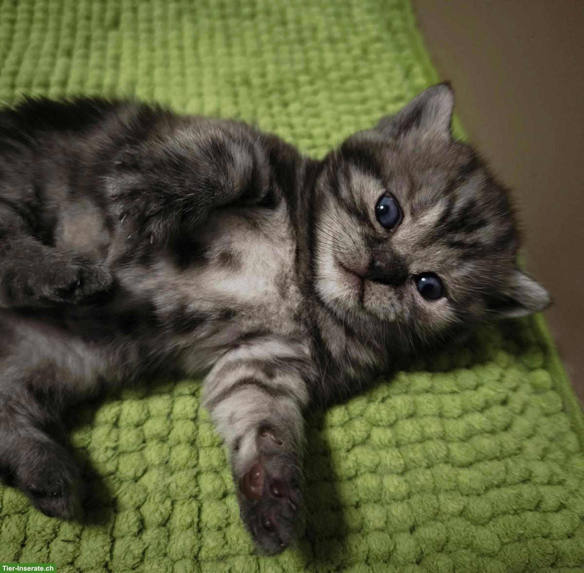 Bild 6: BKH, Britisch Kurzhaar Kitten in Black Silver Classic Tabby