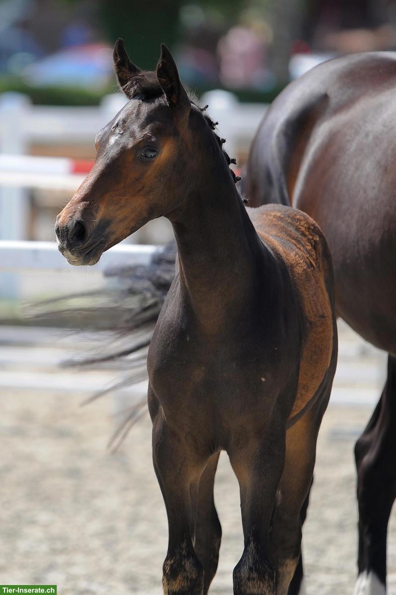 Spazierbeteiligung für lieben Wallach, Ballmoos BE