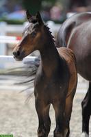 Spazierbeteiligung für lieben Wallach, Ballmoos BE