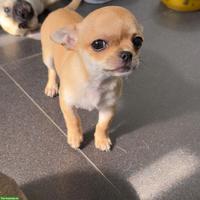 Reinrassige Chihuahua Welpen