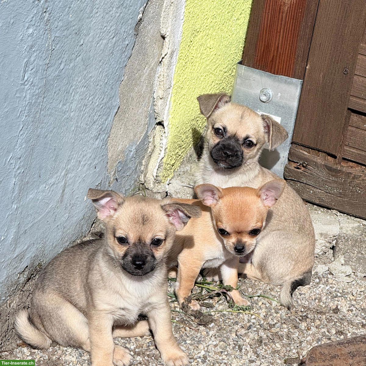 Bild 2: Reinrassige Chihuahua Welpen