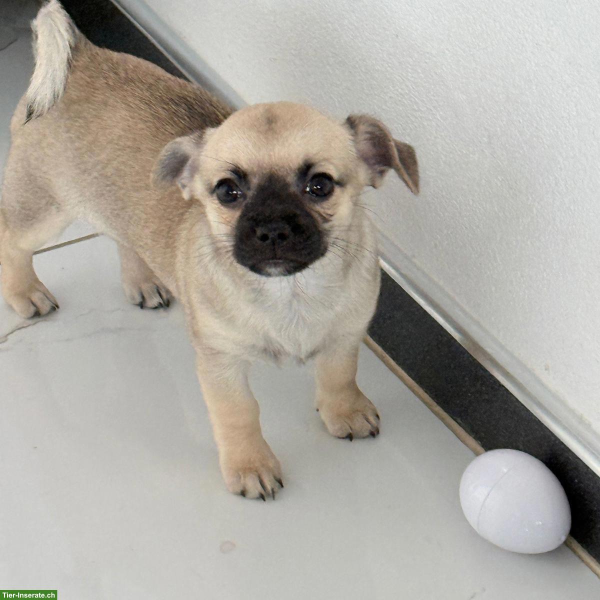 Bild 3: Reinrassige Chihuahua Welpen