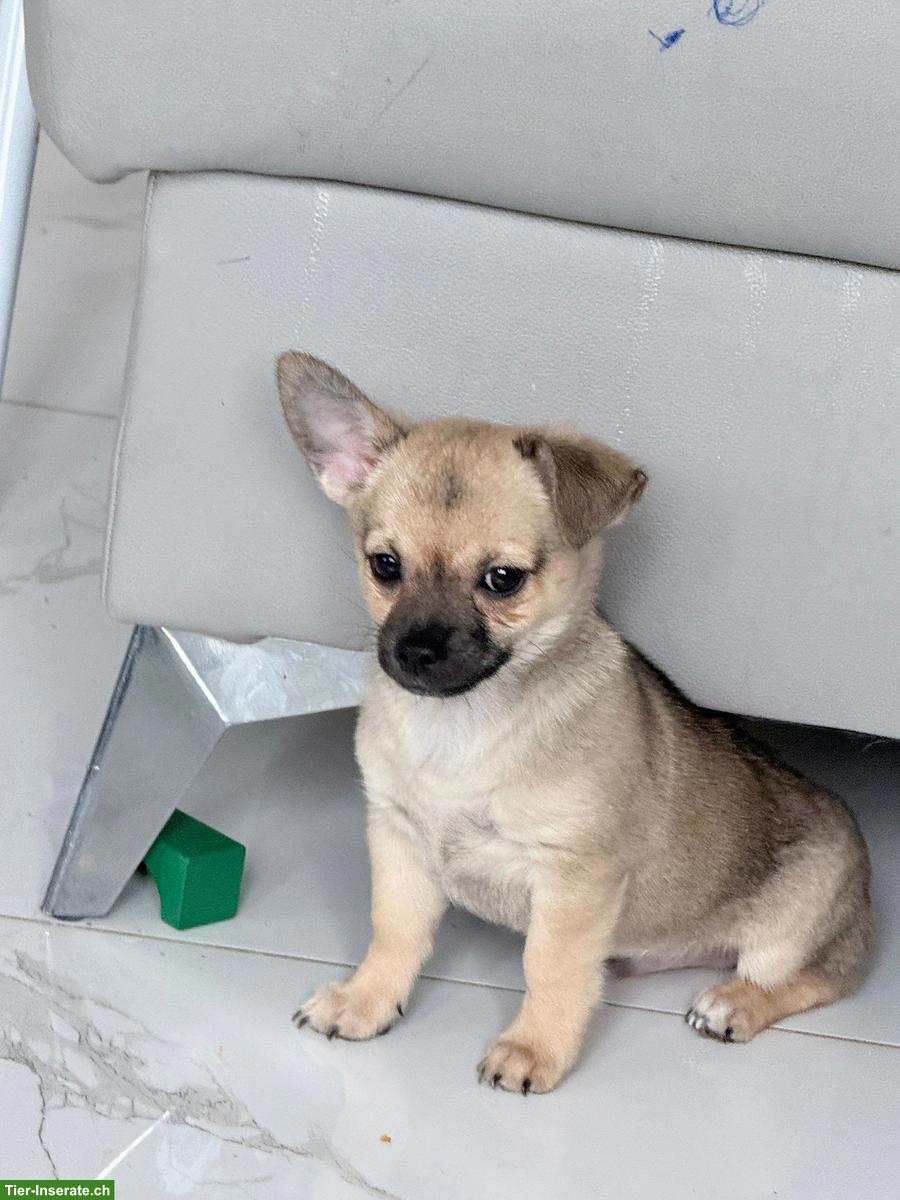 Bild 4: Reinrassige Chihuahua Welpen