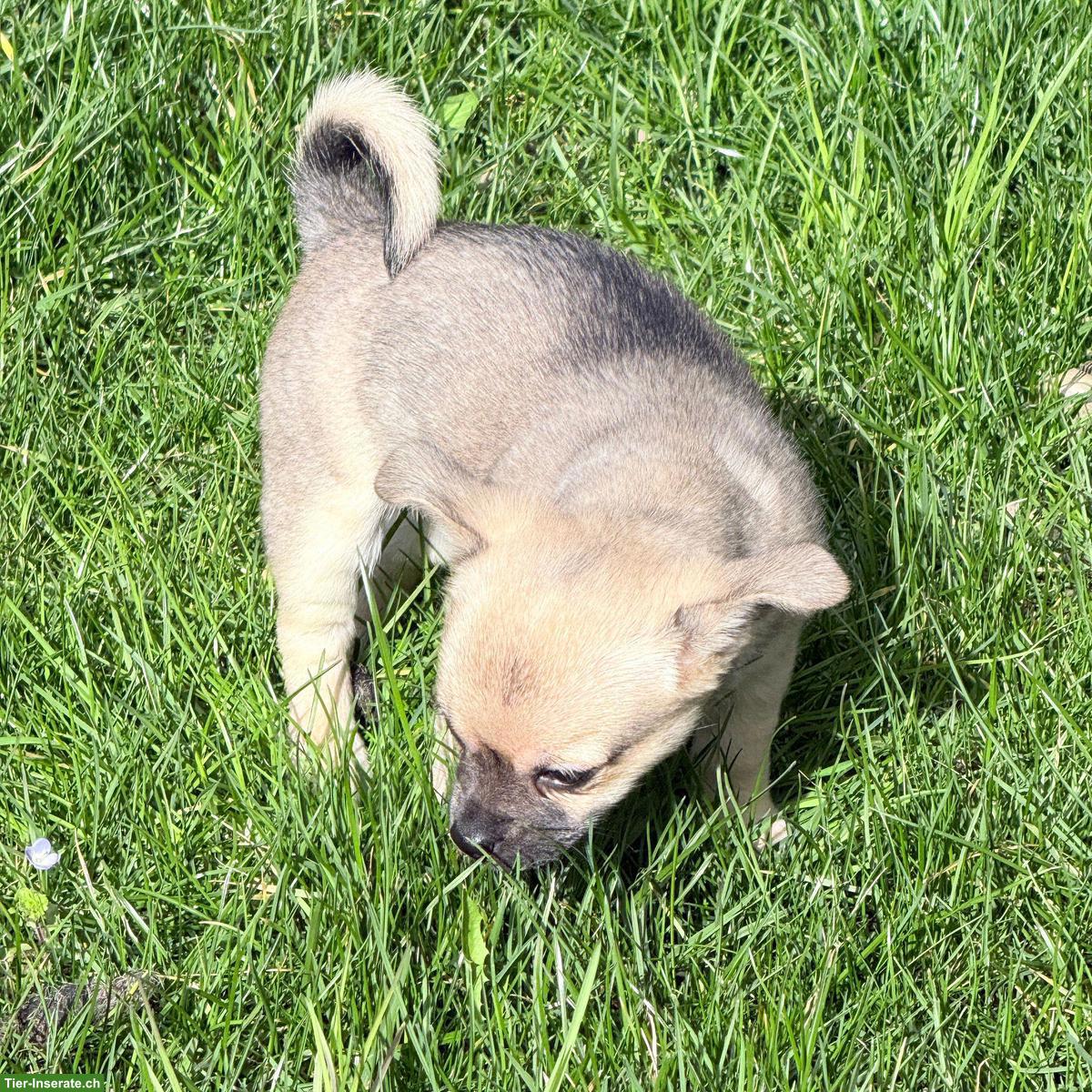 Bild 5: Reinrassige Chihuahua Welpen