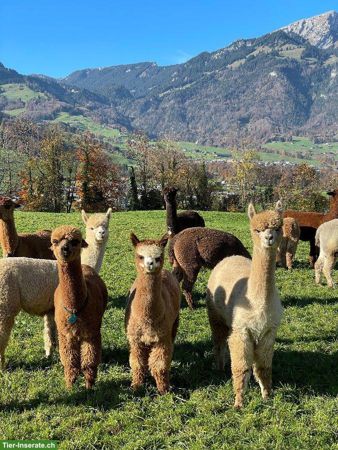 Diverse Alpakas zu verkaufen: Stuten, Hengste oder Wallache
