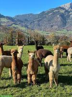 Diverse Alpakas zu verkaufen: Stuten, Hengste oder Wallache