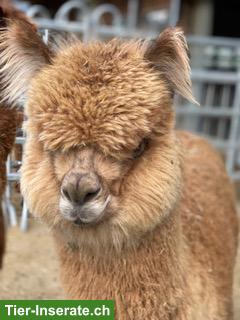 Bild 2: Diverse Alpakas zu verkaufen: Stuten, Hengste oder Wallache
