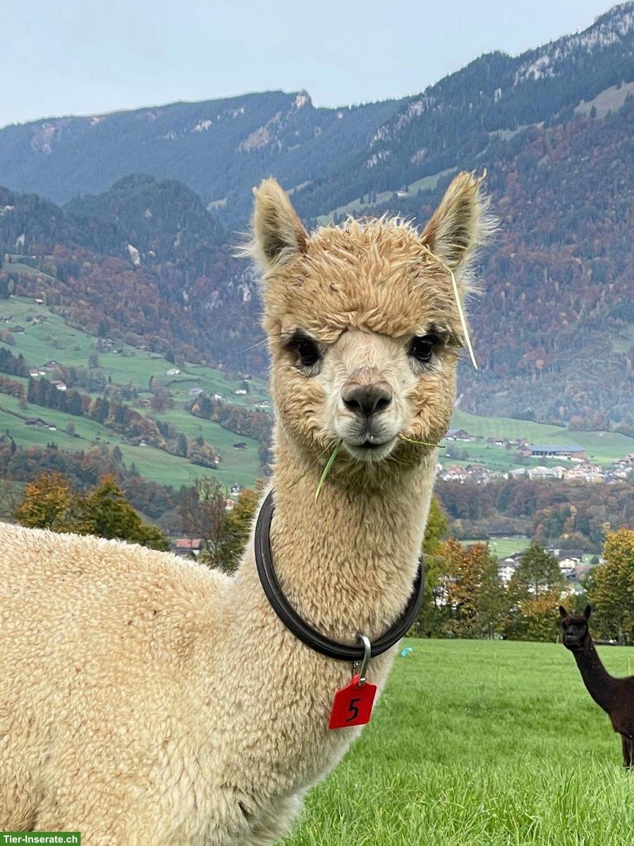 Bild 3: Diverse Alpakas zu verkaufen: Stuten, Hengste oder Wallache