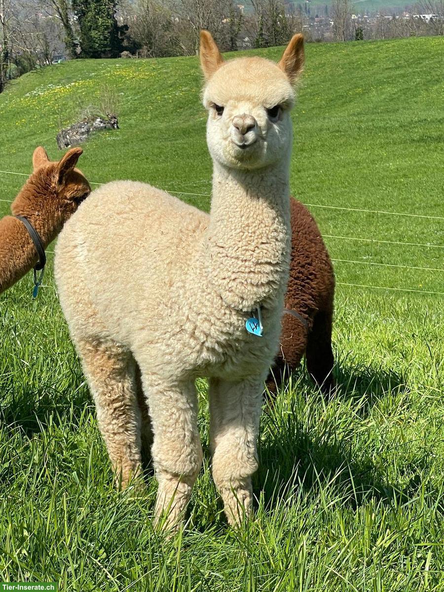 Bild 4: Diverse Alpakas zu verkaufen: Stuten, Hengste oder Wallache