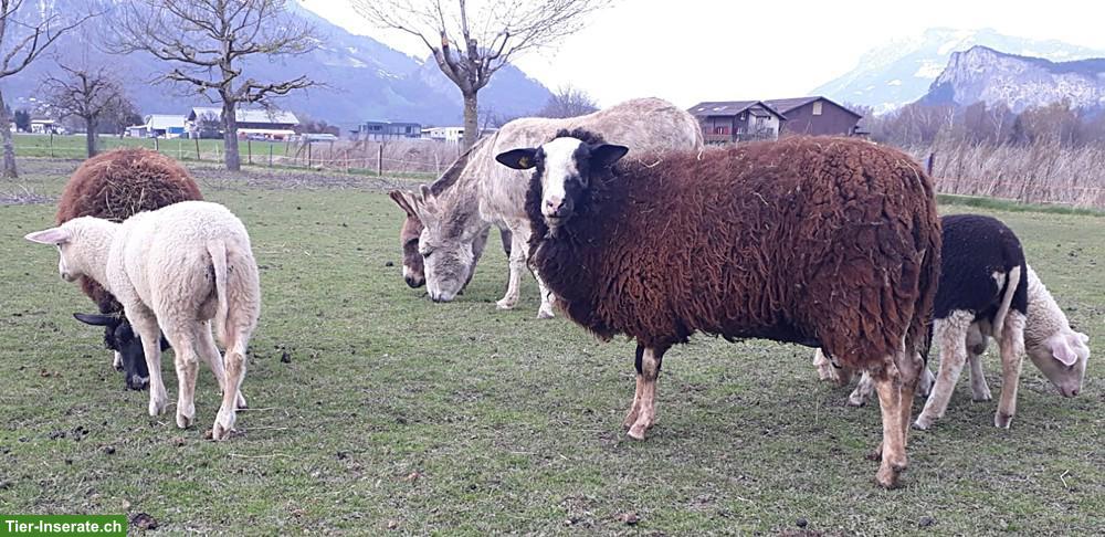 Ostfriesische Milchschafe mit Lämmer zu verkaufen