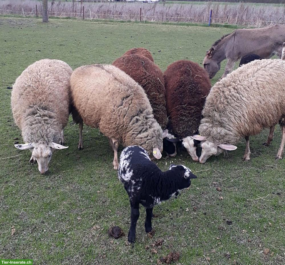 Bild 2: Ostfriesische Milchschafe mit Lämmer zu verkaufen