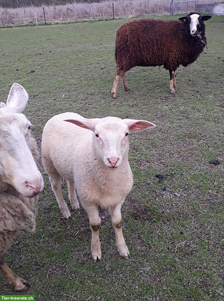 Bild 3: Ostfriesische Milchschafe mit Lämmer zu verkaufen