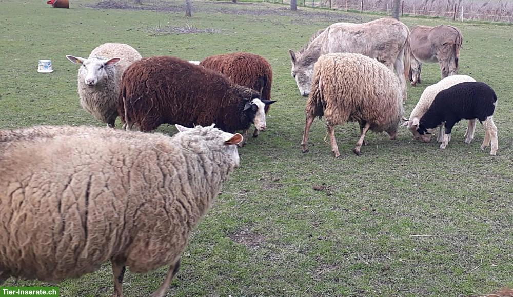 Bild 4: Ostfriesische Milchschafe mit Lämmer zu verkaufen