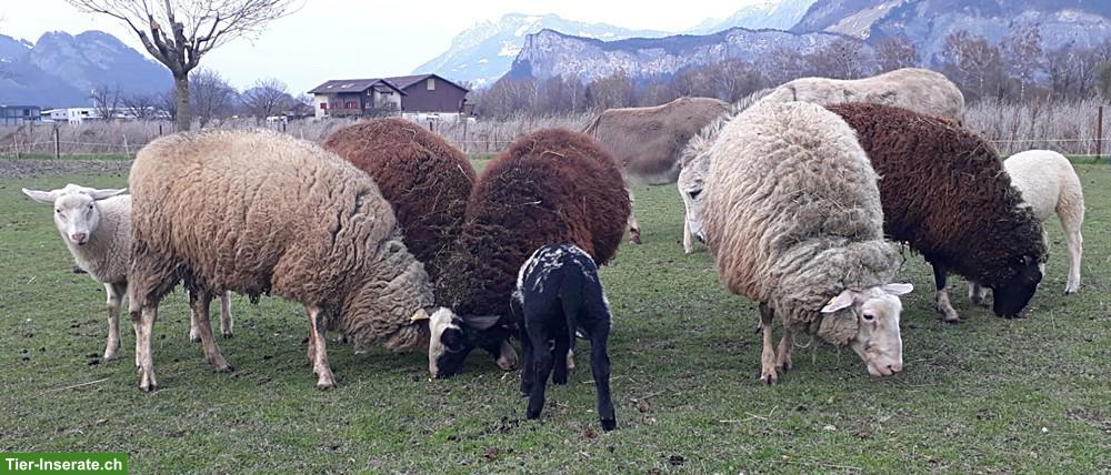 Bild 5: Ostfriesische Milchschafe mit Lämmer zu verkaufen